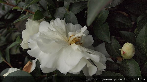 孟宗山莊~茶花展