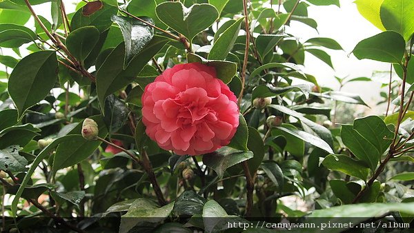 孟宗山莊~茶花展