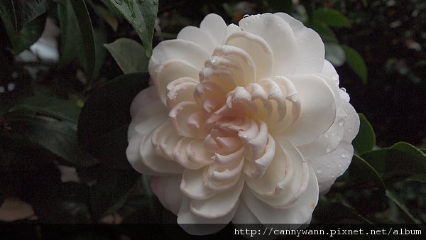 孟宗山莊~茶花展