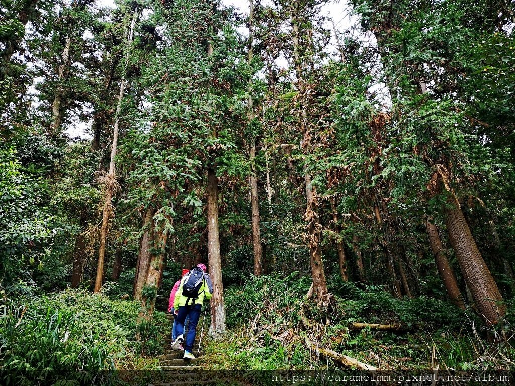 11 仙山登山步道.jpg