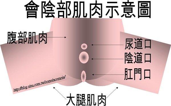 陰部肌肉.jpg