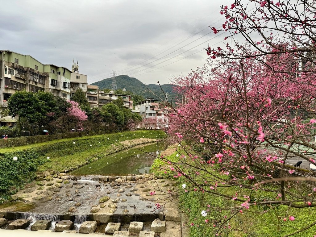 汐止康誥坑溪櫻花大道 (3).jpg