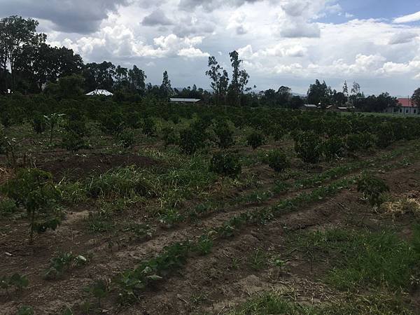 New Compact coffee Farm - In Usongwe.jpg