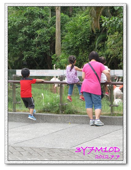 3Y7M10D-夜間動物園08