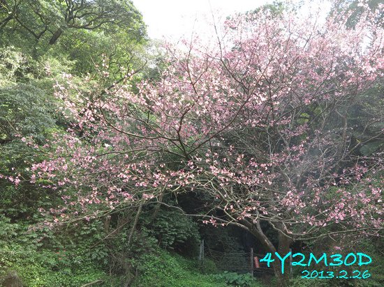 4Y02M30D-石碇賞櫻10.jpg
