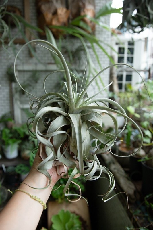 11xerographica_02 .jpg