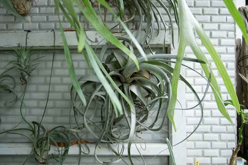 11xerographica_03.jpg