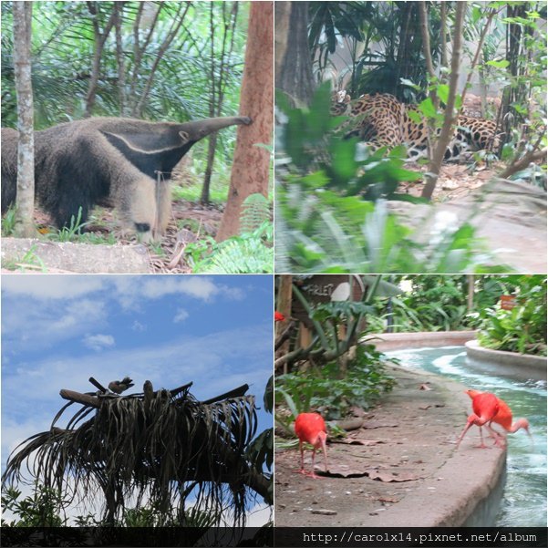 2016_01 Singapore River Safari