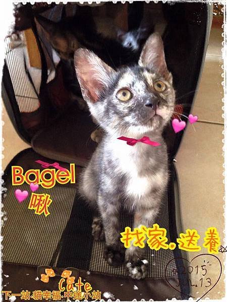 Bagel201507_n