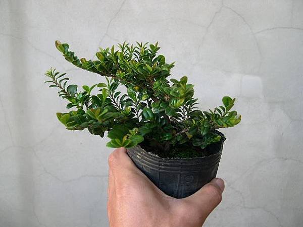 翠米茶