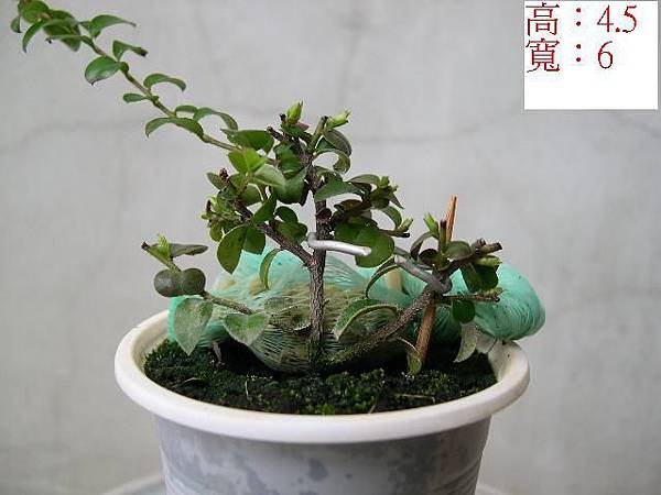 紫檀__免洗杯.JPG