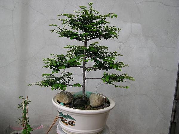 20140603.JPG