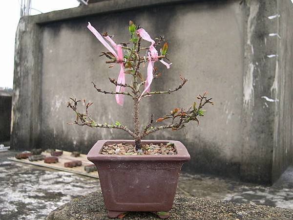 20140427.JPG