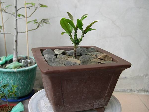 20130610.JPG