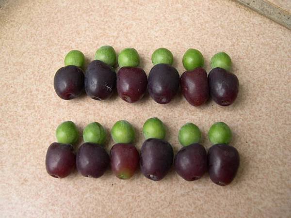 20160918 seed.JPG