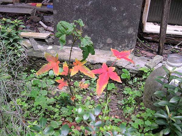 20160206 後門紅葉.JPG
