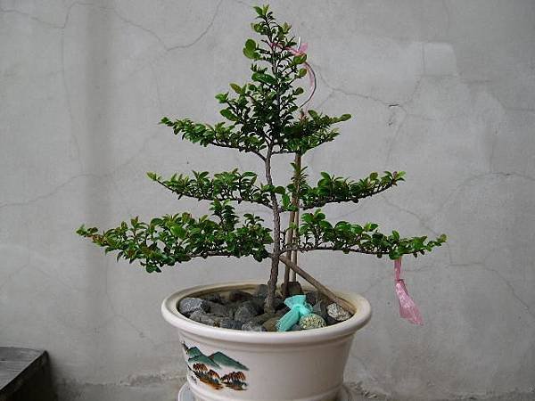 20130603.JPG