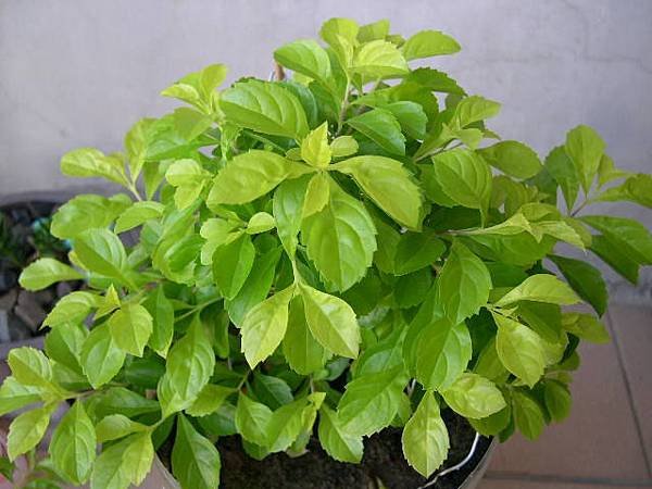 20130729__1.JPG