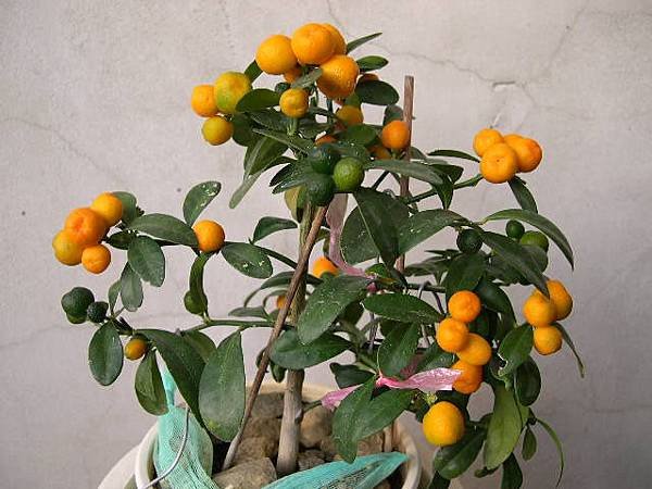 20150104__1.JPG