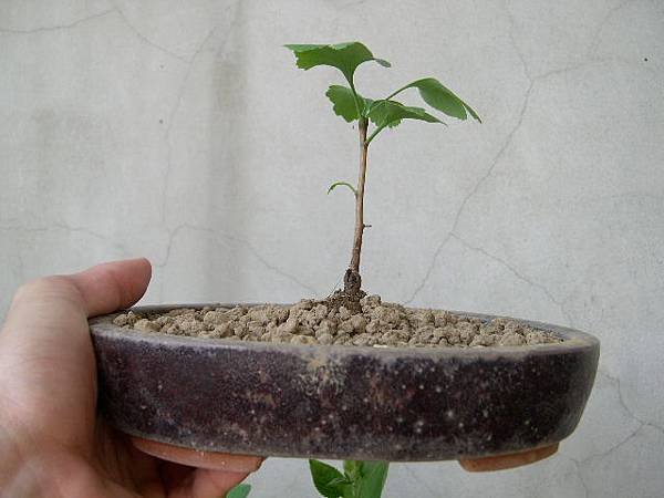 20120529.JPG