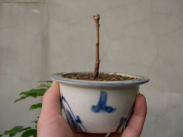 20121225__1.JPG