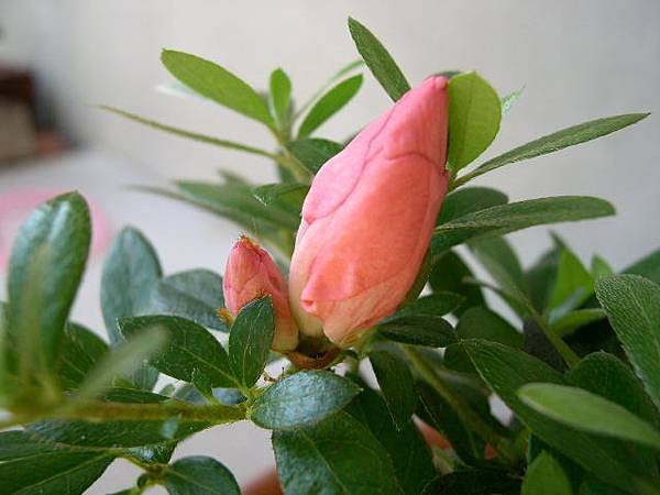 20220511__1個花苞 2朵花.JPG
