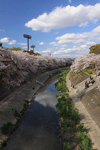 山崎川四季之道