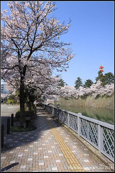 福井城跡 - 02.JPG