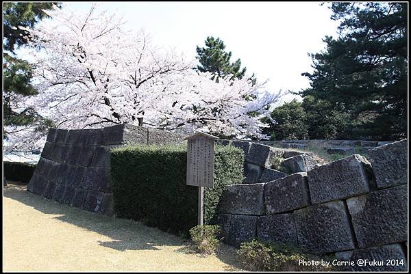 福井城跡 - 15.JPG