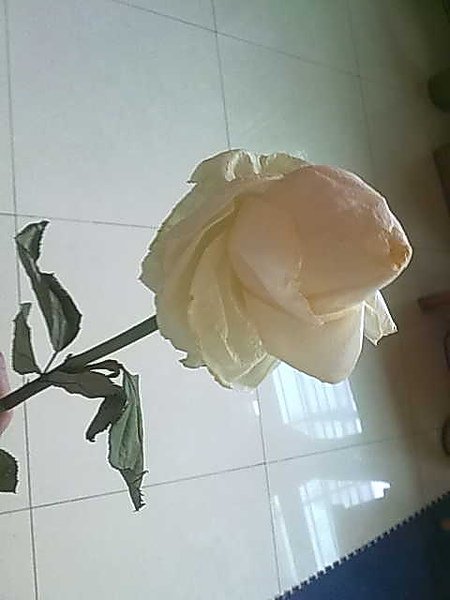 我的玫瑰花