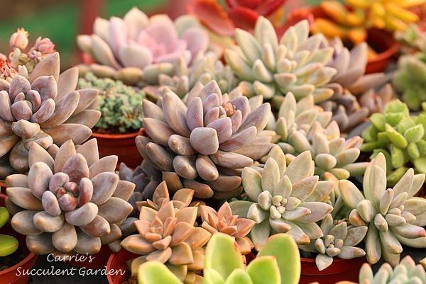 紫麗殿 Pachyveria &apos;Blue Mist&apos; 、姬朧月 Graptopetalum &apos;BRONZ&apos; 、秋麗 Graptosedum &apos;Francesco Baldi&apos; 010914