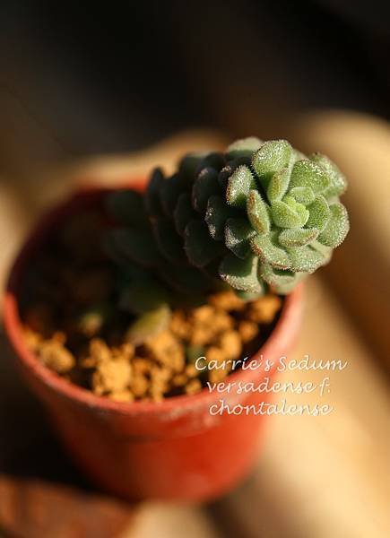 毛小玉 Sedum versadense f. chontalense 012814