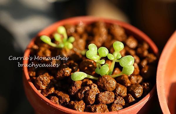 摩南景天 Monanthes brachycaulos 012814