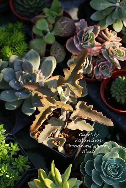仙女之舞 Kalanchoe beharensis 012814