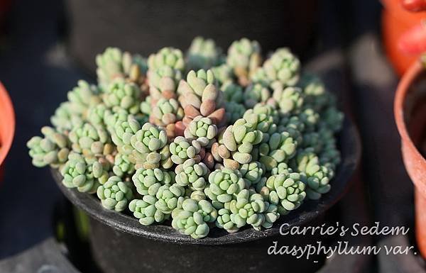 大姬星美人 Sedum dasyphyllum var. alternum 012814