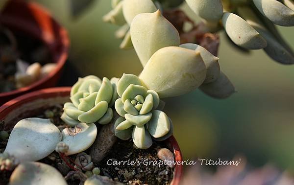 白牡丹 Graptoveria &apos;Titubans&apos; 012814
