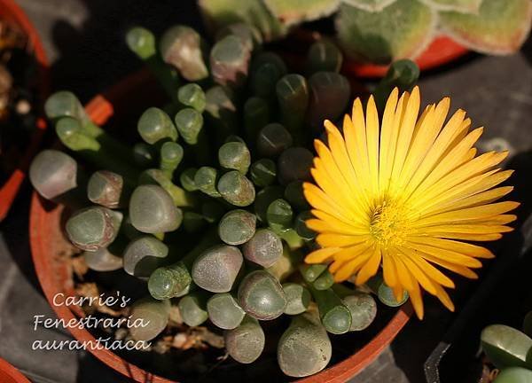 五十鈴玉 Fenestraria aurantiaca 012814