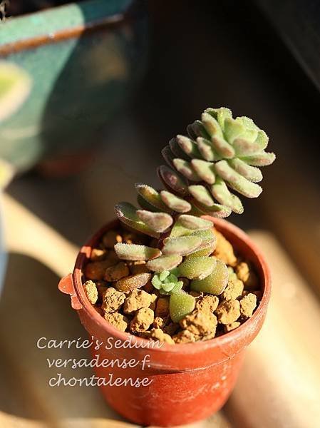 毛小玉 Sedum versadense f. chontalense 012814