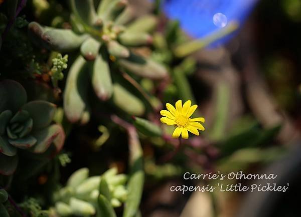 黃花新月 Othonna capensis &apos;Little Pickles&apos; 012814