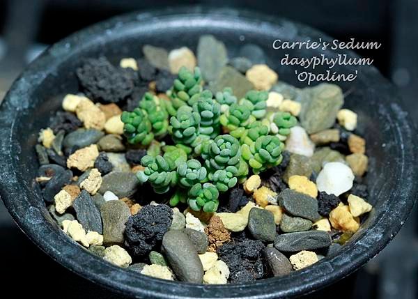 大姬星美人 Sedum dasyphyllum &apos;Opaline&apos; 071613