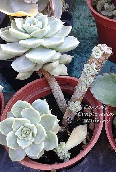 白牡丹 Graptoveria &apos;Titubans&apos; 020114