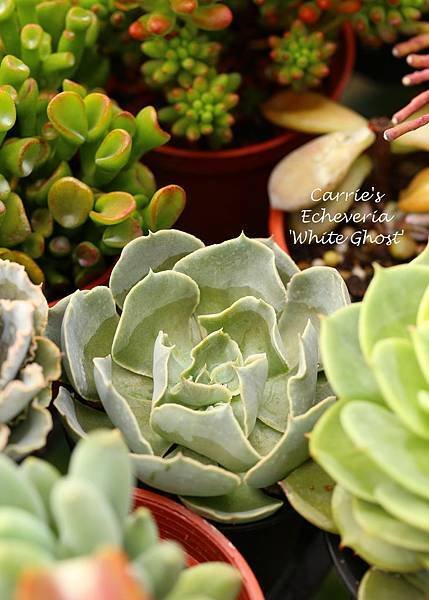 040214 白鬼 / 白幽靈 Echeveria &apos;White Ghost&apos;