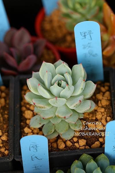 040214 野玫瑰之精 Echeveria &apos;Nobaranosei&apos;