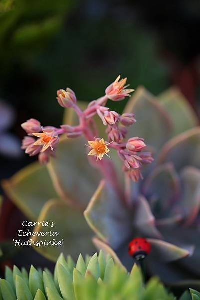 041114 初戀 Echeveria &apos;Huthspinke&apos;