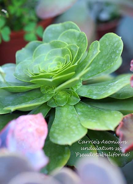 041114 八尺鏡 Aeonium undulatum ssp. &apos;Pseudotbuliforme&apos;