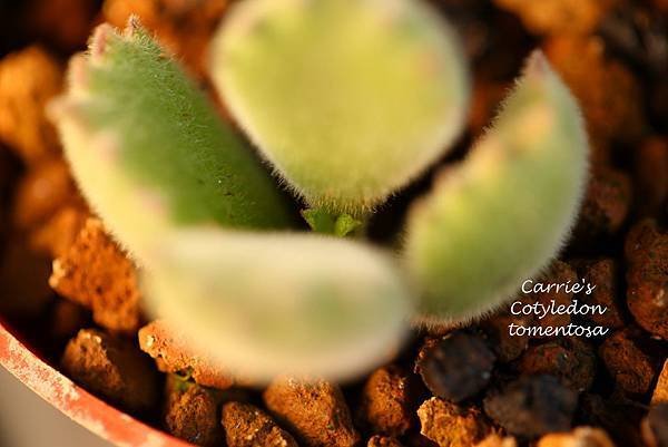 041114 熊童子 Cotyledon tomentosa