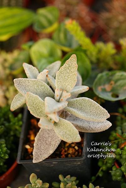 041114 福兔耳 Kalanchoe eriophylla