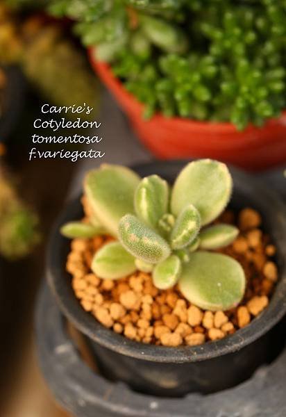 041114 熊童子錦白斑 Cotyledon tomentosa f. variegata