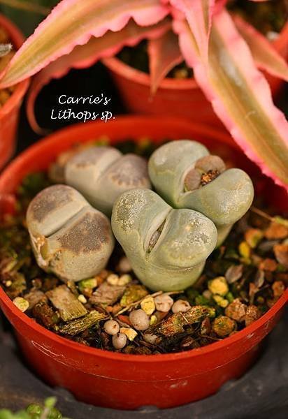 041114 石頭玉 Lithops sp.