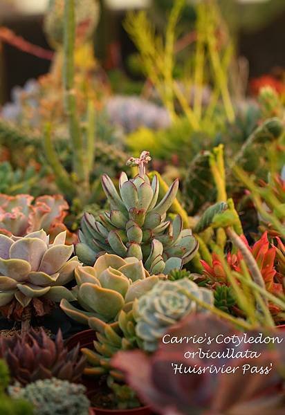 041114 嫁入娘 Cotyledon orbicullata &apos;Huisrivier Pass&apos;